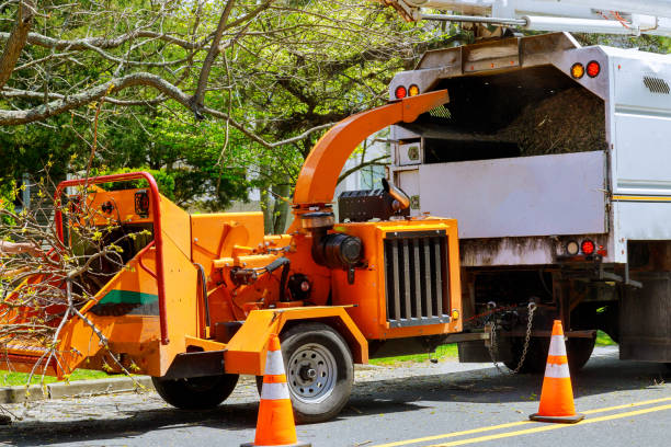 The Steps Involved in Our Tree Care Process in Kirkland, WA